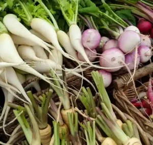Types of daikon